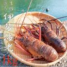 大きな冷凍伊勢海老1匹 1kg