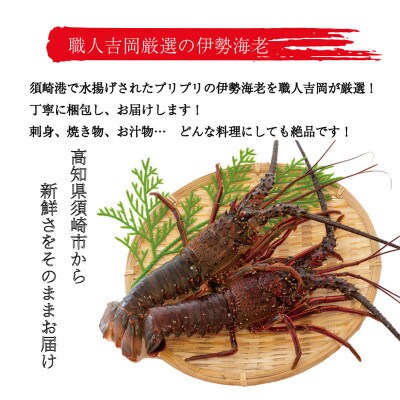 冷凍伊勢海老5kg(4～15尾)高知県須崎市