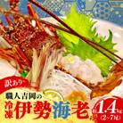 【訳あり】職人吉岡の冷凍伊勢海老 約 1.4kg 2～7尾 ツノや足が折れている場合あり