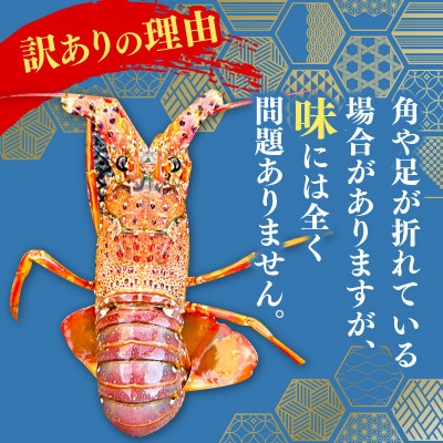 【訳あり】職人吉岡の冷凍伊勢海老 約 1.4kg 2～7尾 ツノや足が折れている場合あり
