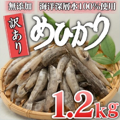 めひかり 干物 1.2kg 高知県産 産地直送 アオメエソ