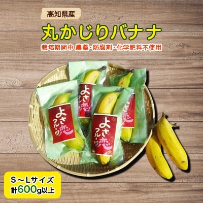 高知県産! 丸かじりバナナ600g!