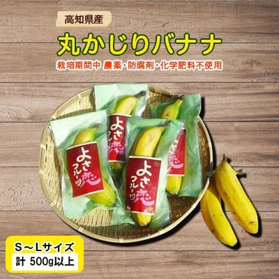 高知県産! 丸かじりバナナ500g!