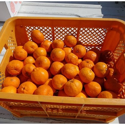 【南国高知からの贈り物】立目産ポンカン 家庭用Sサイズ 4kg