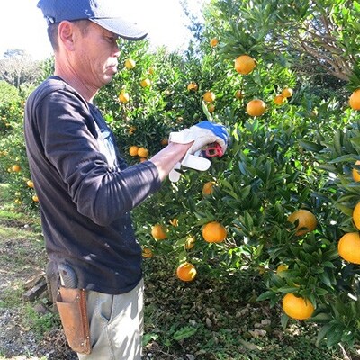 【南国高知からの贈り物】立目産ポンカン 家庭用Sサイズ 4kg