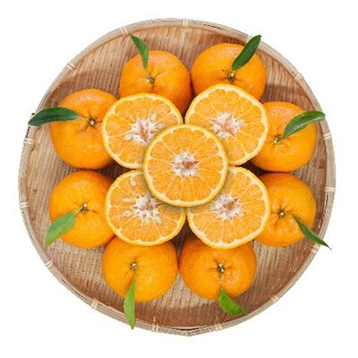 【南国高知からの贈り物】立目産ポンカン 家庭用Sサイズ 4kg