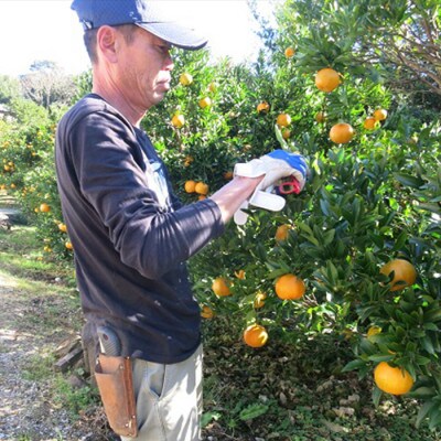 【南国高知からの贈り物】立目産 ポンカン 家庭用 【訳あり】 4kg