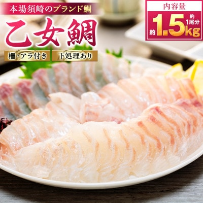 【本場須崎のブランド鯛】 乙女鯛 刺身 柵 アラ付き 1尾 セット 1.3kg～1.5kg