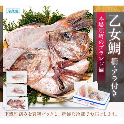 【本場須崎のブランド鯛】 乙女鯛 刺身 柵 アラ付き 1尾 セット 1.3kg～1.5kg