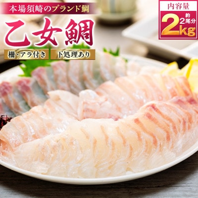 【本場須崎のブランド鯛】 乙女鯛 刺身 柵 アラ付き 2尾 セット 2kg