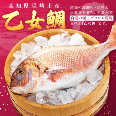 【本場須崎のブランド鯛】 乙女鯛 刺身 柵 アラ付き 2尾 セット 2kg