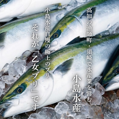 【本場須崎のブランド】 乙女 ブリ 丸ごと1本 約3kg (三枚おろし皮つき、アラ入り)