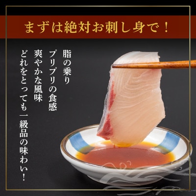 【本場須崎のブランド】 乙女 ブリ 丸ごと1本 約3kg (三枚おろし皮つき、アラ入り)