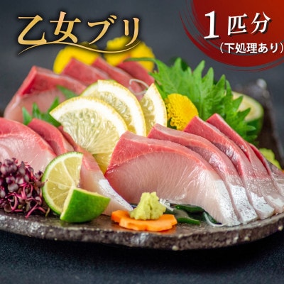 【本場須崎のブランド】 乙女 ブリ 丸ごと1本 約3kg (半身皮つき、半身皮なし、アラ入り)