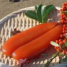 宮進商店謹製【特選】天日熟成　本からすみ【高級珍味】じっくり熟成された薄塩旨味