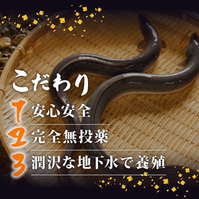 高知県産 うなぎ蒲焼き 10尾セット (100～120g)