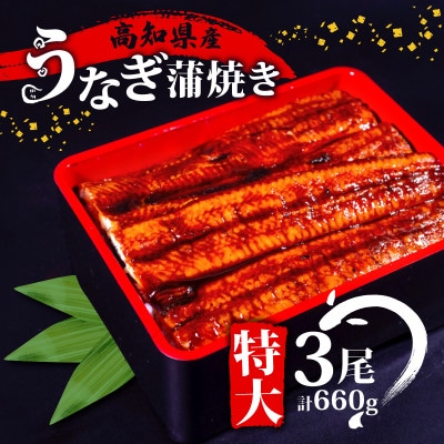 高知県産 大サイズうなぎ蒲焼き220g 3尾セット
