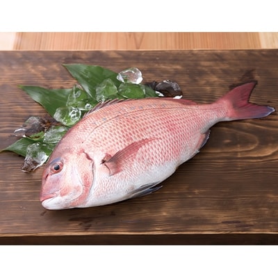 高知県産　極美勘八・海援鯛のづけ丼セット 80g×各2食