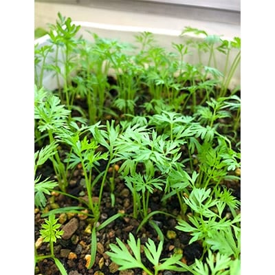 園芸好きの方におススメの野菜が美味しくなる栄養剤アクティブアミノ　500ml×3本