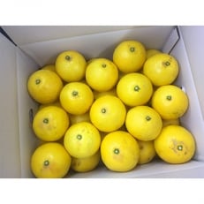 高知初夏の味　小夏5kg