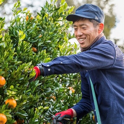 高知県浦ノ内産　ポンカン【訳あり】ご家庭用5kg(30～35個入り)