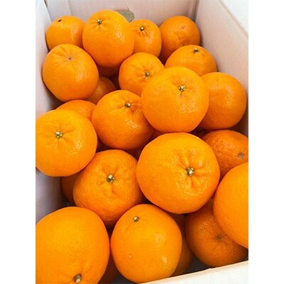 高知県浦ノ内産　ポンカン5kg(30～35個入り)