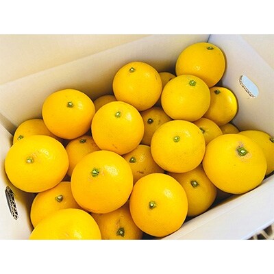 高知県特産土佐小夏　贈答用5kg(35～40個入り)