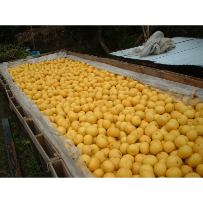 秀品 土佐文旦5kg