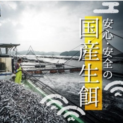 NG005  カンパチ 勘八 一節 300～400g 神経締め 高級 魚 産地直送 刺身 ぶりしゃぶ