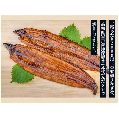 高知県産うなぎの蒲焼き(2尾セット)
