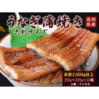 高知県産うなぎの蒲焼き(10尾セット)