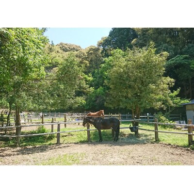 引退馬ポストカード(5枚)会報誌 | 高知県須崎市 | ふるさと納税