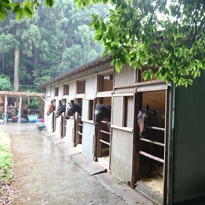 引退馬ポストカード(5枚)会報誌 | 高知県須崎市 | ふるさと納税