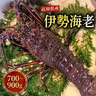 伊勢海老 700g～900g(1～3匹)