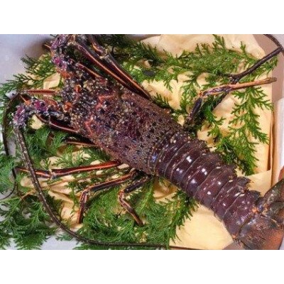 伊勢海老 700g～900g(1～3匹)