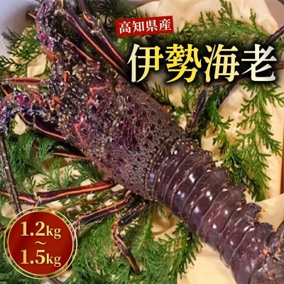 伊勢海老 1.2kg～1.5kg(2～3匹)
