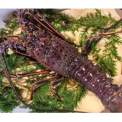 伊勢海老 1.2kg～1.5kg(2～3匹)