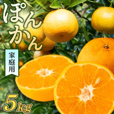 訳あり ポンカン 5kg 【 早期受付 2026年1月中旬より順次発送 】