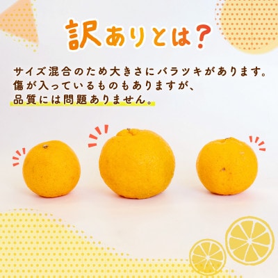 訳あり ポンカン 5kg 【 早期受付 2026年1月中旬より順次発送 】