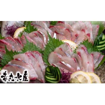 高級シマアジ 美粕祇万アジ 500g フィーレ カマ アラ付