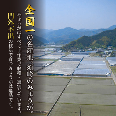 秀品 A等級 すさきのみょうが 1kg