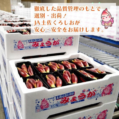 秀品 A等級 すさきのみょうが 1kg