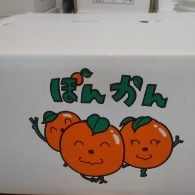 【先行受付】《2027年1月下旬から順次発送》　秀品　立目産　ポンカン　5kg(サイズ混合)