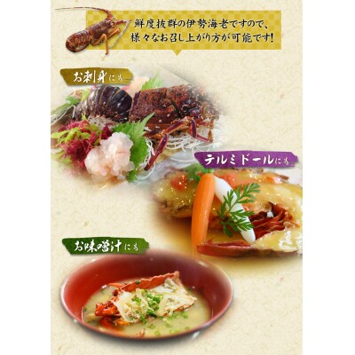 【先行受付】伊勢えび(活)1～3尾 300～450g【2026年10月中旬～発送】【enk001】