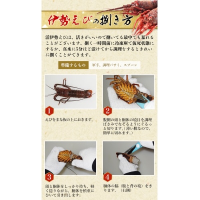 【先行受付】伊勢えび(活)1～3尾 300～450g【2026年10月中旬～発送】【enk001】