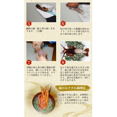 【先行受付】伊勢えび(活)1～3尾 300～450g【2026年10月中旬～発送】【enk001】