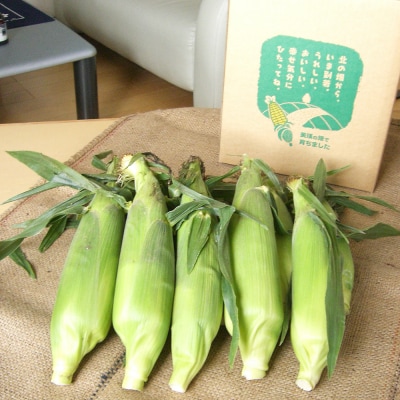 とうもろこし 8本 定期便 2回【令和9年産先行受付】黒木農場 (ほしつぶコーン) 