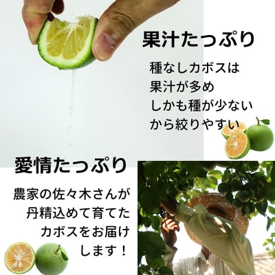 種が少ないから使いやすい!佐々木さんの「種なし(小種)カボス」約4kg