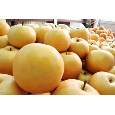 大きくて甘い　越知町の新高梨【約700g　4玉】フルーツ 果物 新鮮 産直