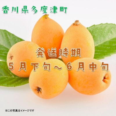 【先行受付中!令和9年6月上旬頃より発送!】なつたより(びわ)約1kg【A-41】
